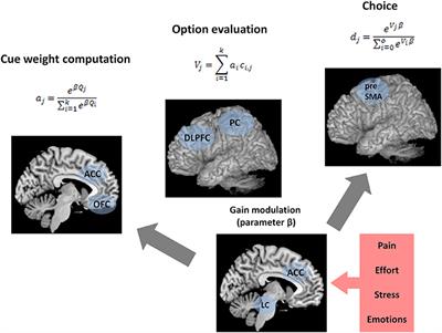 Neural Underpinnings of Decision Strategy Selection: A Review and a Theoretical Model